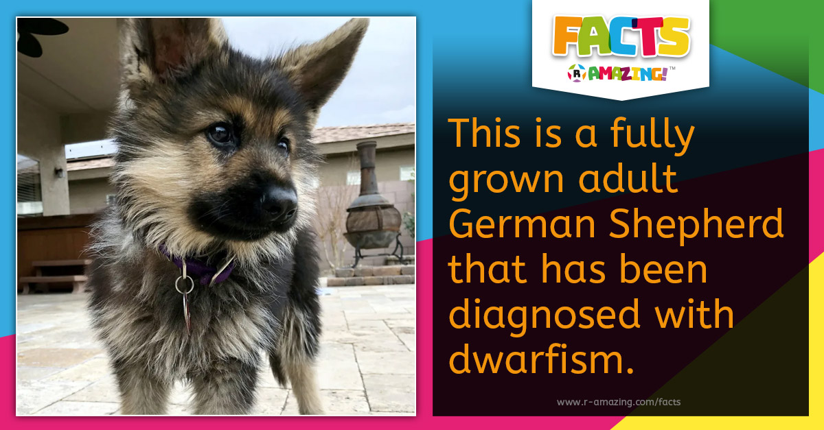 R Amazing! Facts - Dog Dwarfism