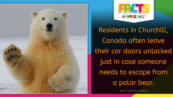 Polar Bear and Unlocked Car Doors Amazing Fact