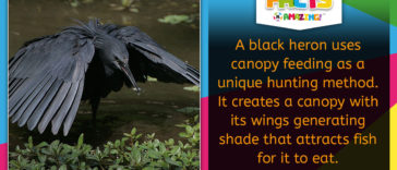 Black Heron Shade Hunting Amazing Fact