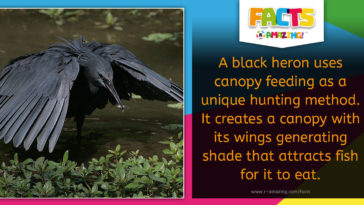 Black Heron Shade Hunting Amazing Fact