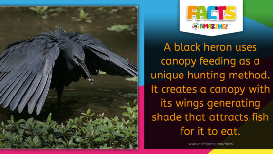 Black Heron Shade Hunting Amazing Fact