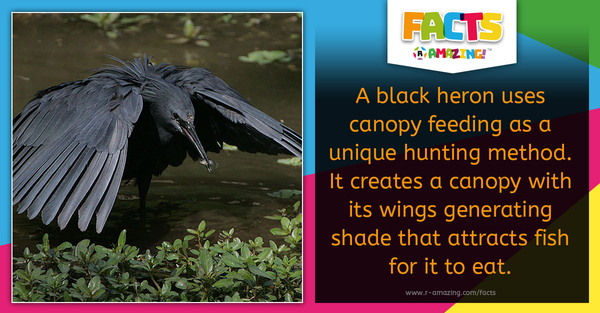 R Amazing! Facts - Black Heron Shade Hunting