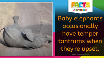 Elephant Temper Tantrum Fact
