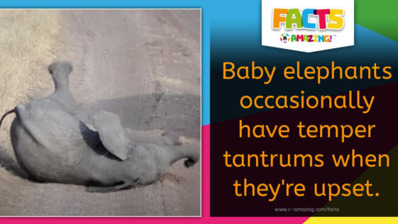 Elephant Temper Tantrum Fact