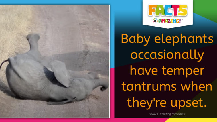 Elephant Temper Tantrum Fact