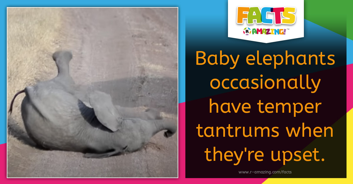 R Amazing! Facts - Elephant Temper Tantrum