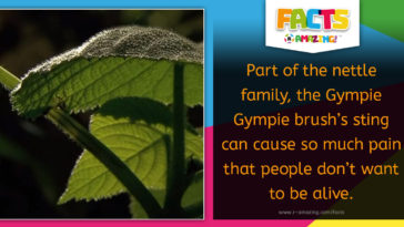 Gympie Gympie Stinging Bush Fact