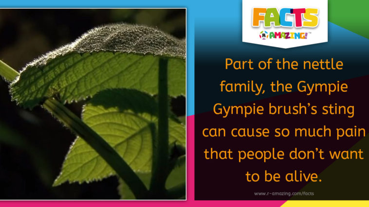 Gympie Gympie Stinging Bush Fact
