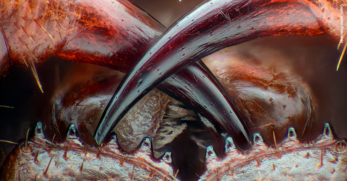 Amazing Microscopic Images - Centipede Fangs