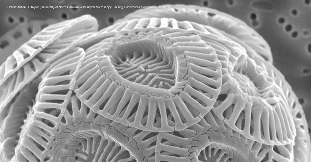 Amazing Microscopic Images - Chalk