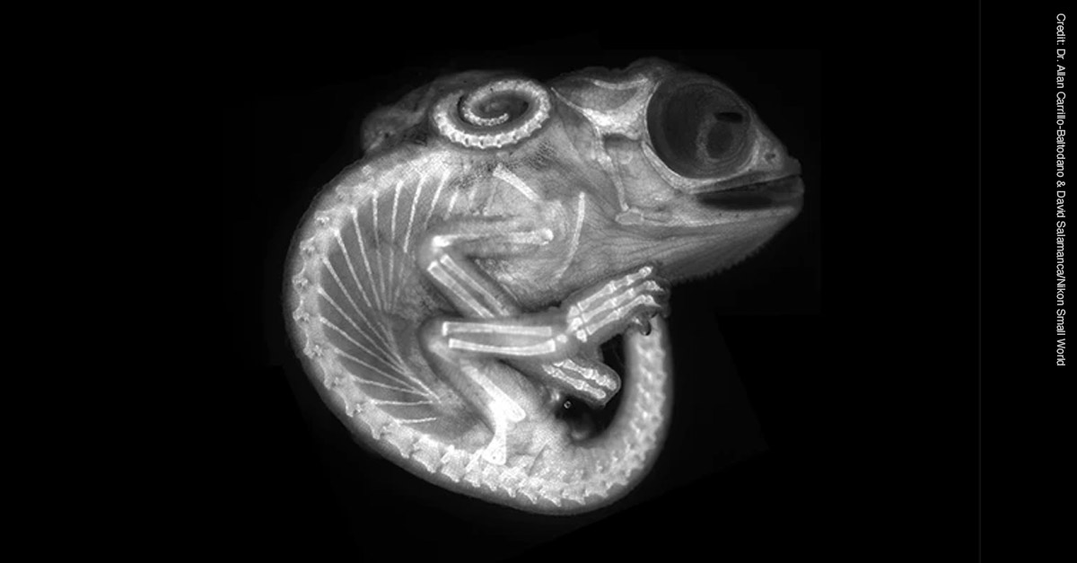 Amazing Microscopic Images - Chameleon Embryo