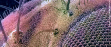 Amazing Microscopic Images - Fly