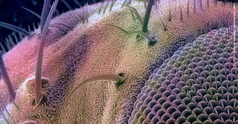 Amazing Microscopic Images - Fly