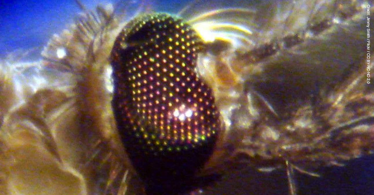 Amazing Microscopic Images - Mosquito Eye