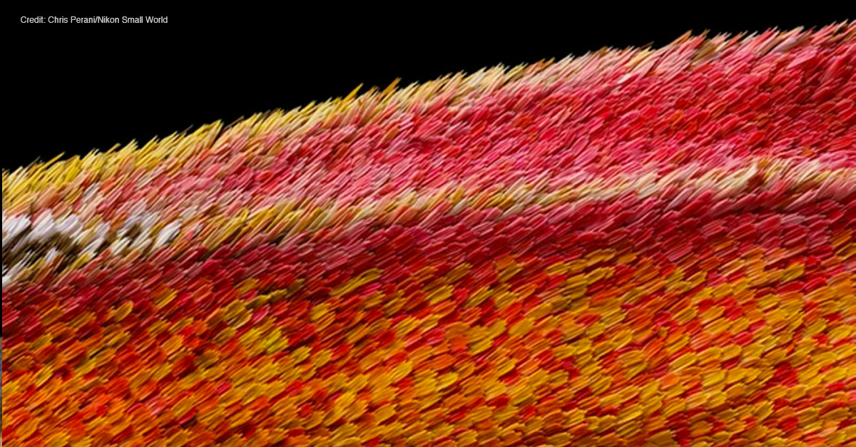 Amazing Microscopic Images - Moth Wing