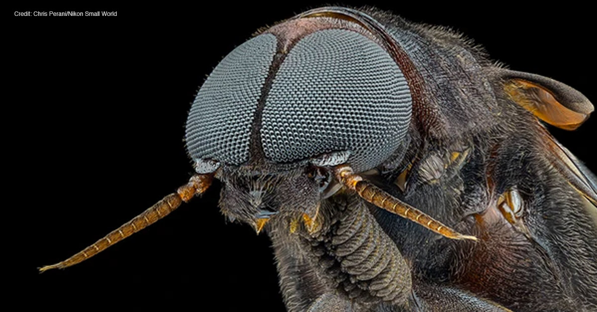 Amazing Microscopic Images - Ship-timber Beetle