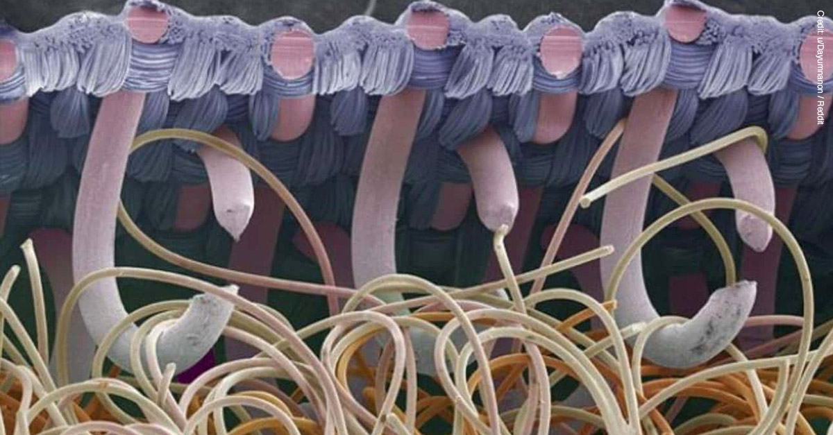 Amazing Microscopic Images - Velcro