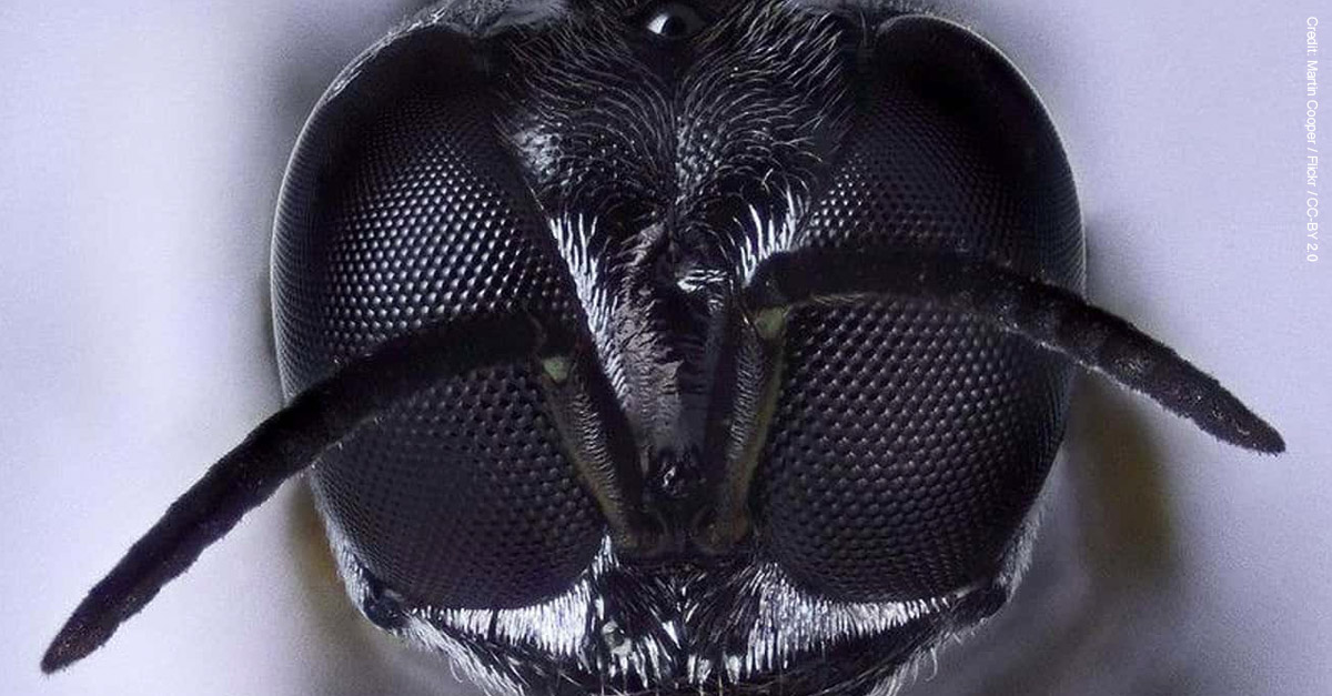 Amazing Microscopic Images - Wasp Head