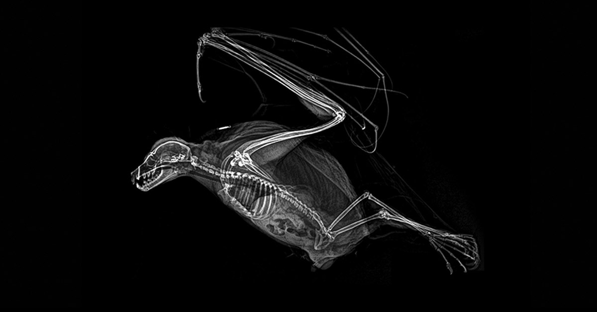 Amazing Rodrigues Flying Fox X-Ray