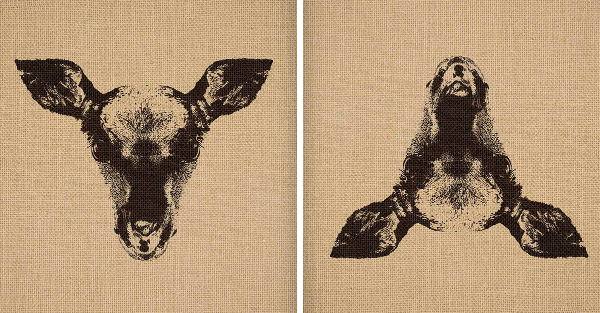 Amazing Tilt Pictures - Dear and Seal