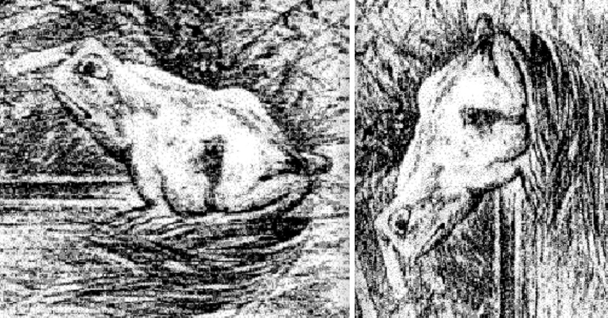 Amazing Tilt Pictures - Frog and Horse