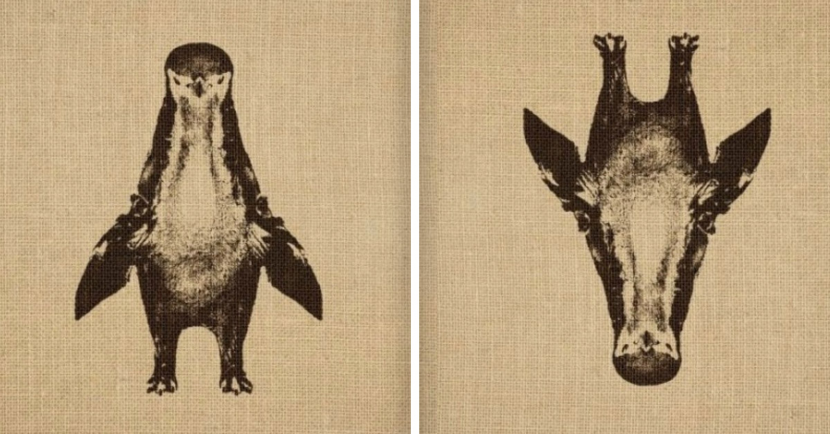 Amazing Tilt Pictures - Penguin and Giraffe