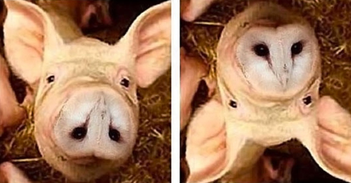 Amazing Tilt Pictures - Pig and Owl
