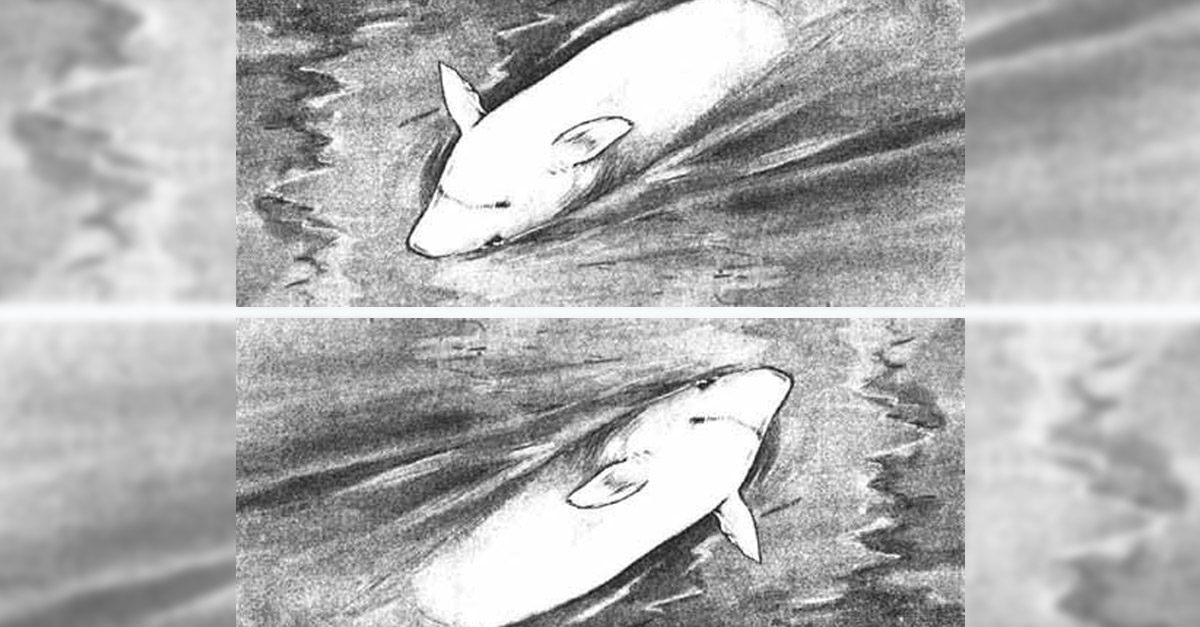 Amazing Tilt Pictures - Pig and Shark