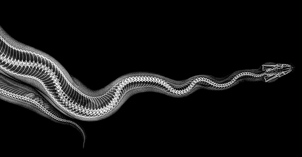 Amazing Ball Python Snake X-Ray