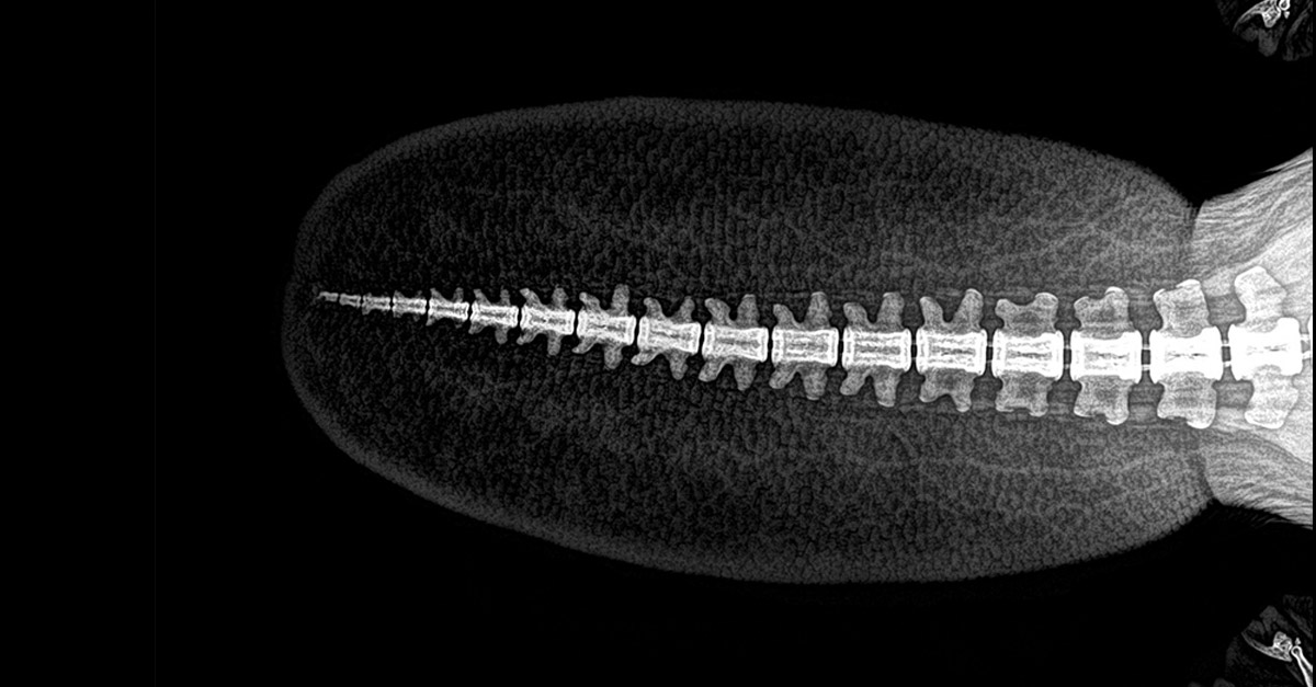 Amazing Beavers Tail X-Ray