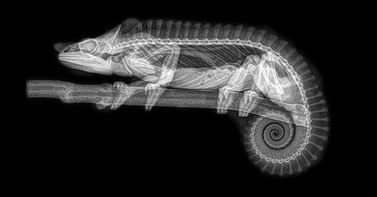 Amazing Chameleon X-Ray
