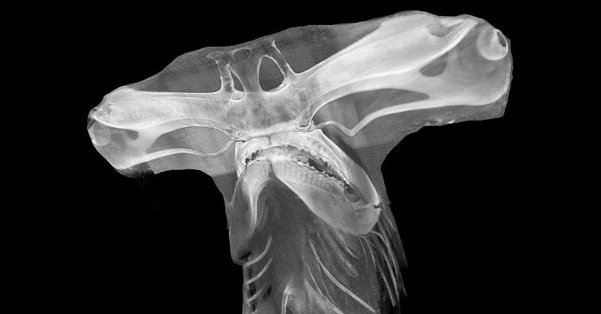 Amazing Hammerhead Shark X-Ray