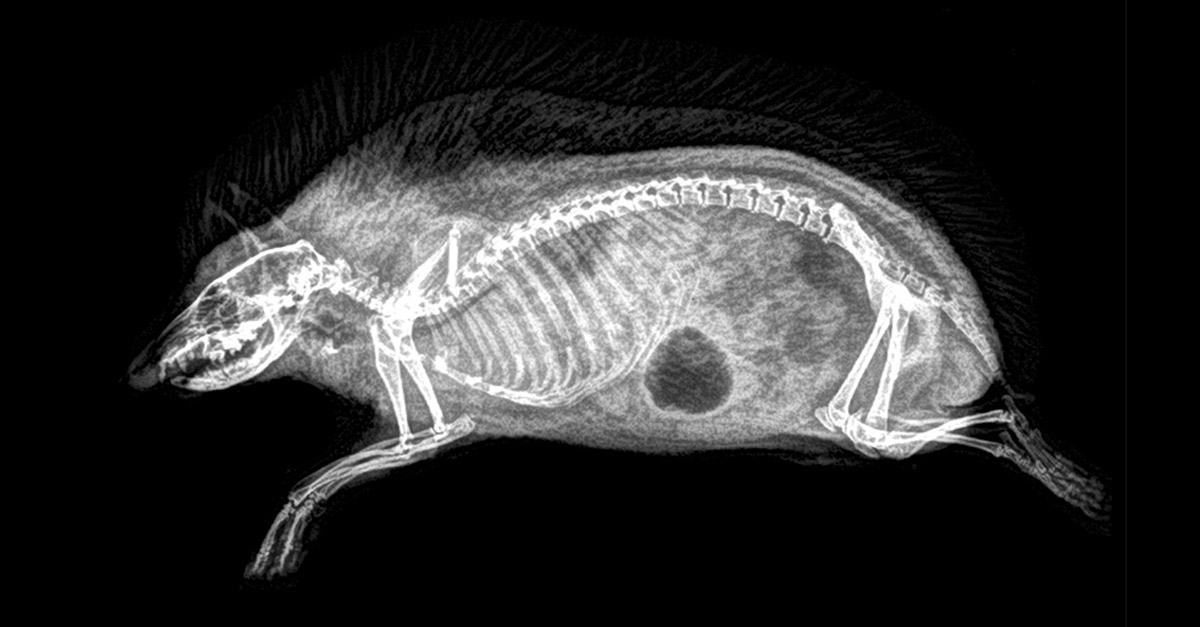 X-Ray Hedgehog X-Ray