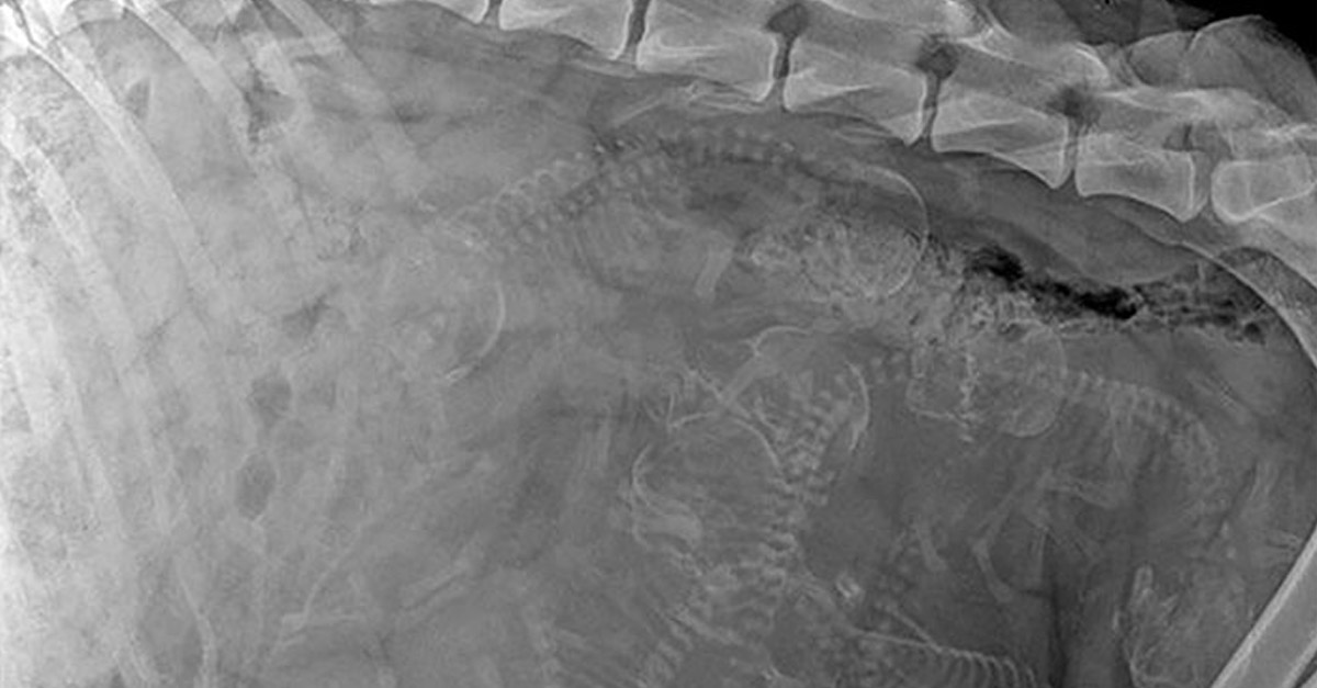 Amazing Pregnant Dog X-Ray