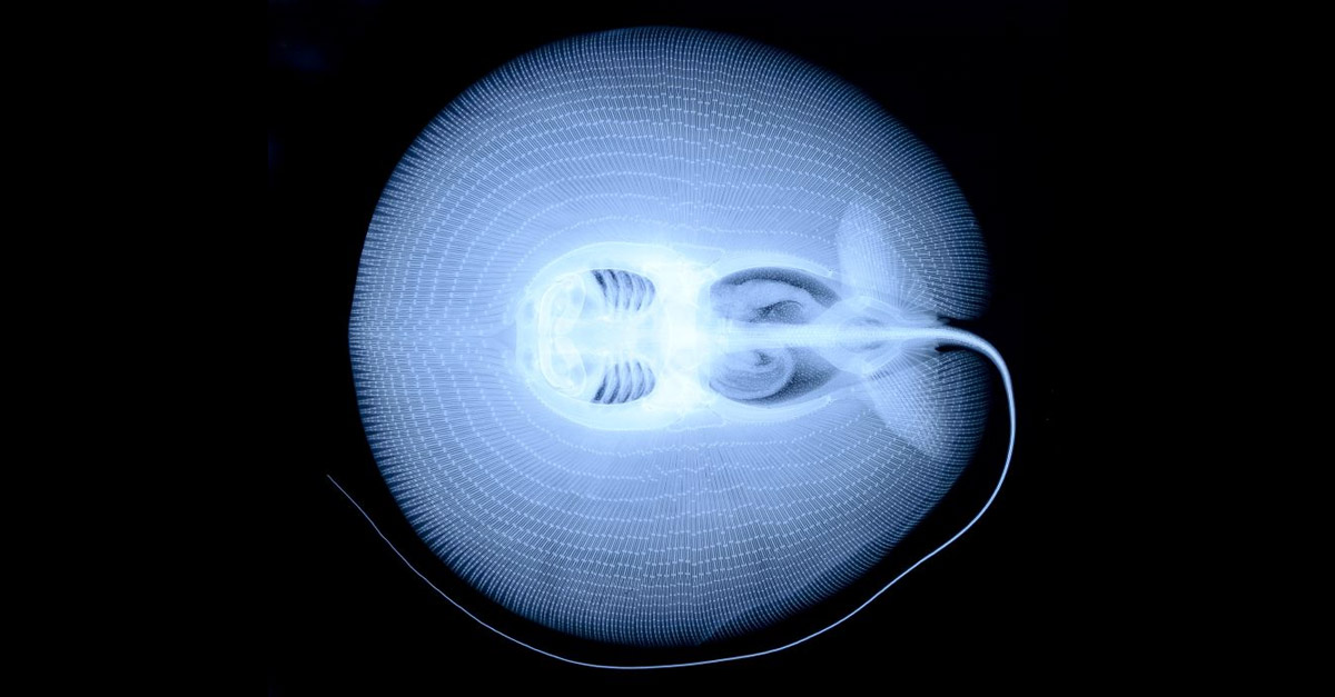 Amazing Stingray X-Ray