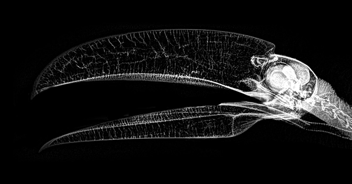 Amazing Toco Toucan X-Ray