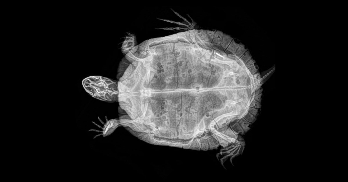 Amazing Turtle X-Ray