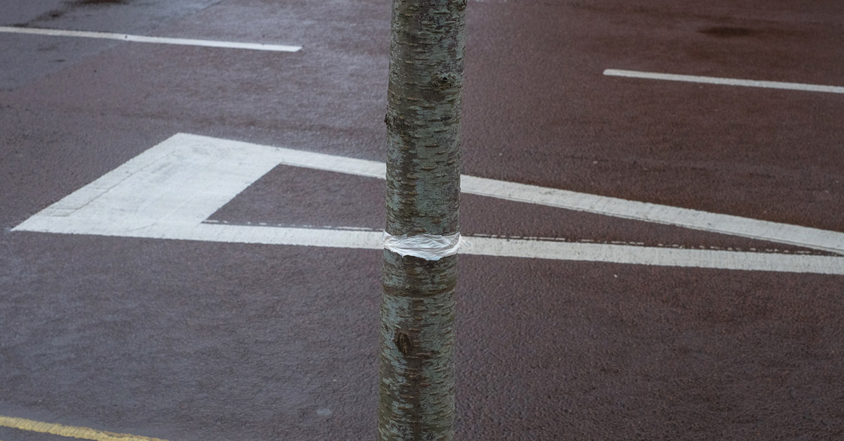 Tree White Line Coincidence