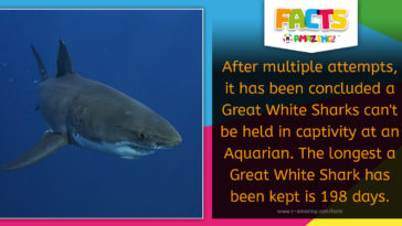 No Great White Sharks in Aquarian Fact