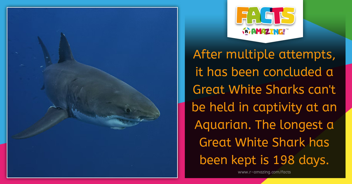 R Amazing! Facts - No Great White Sharks in Aquarians