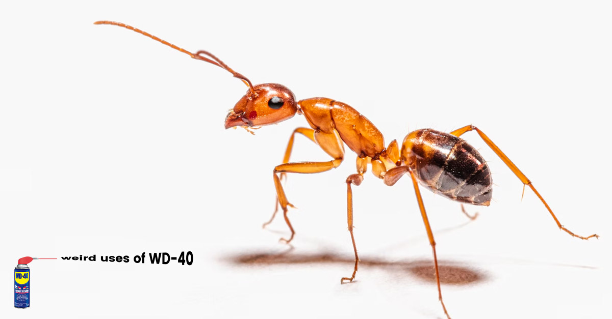Weird uses of WD-40 - Takes the sting out of ant bites.