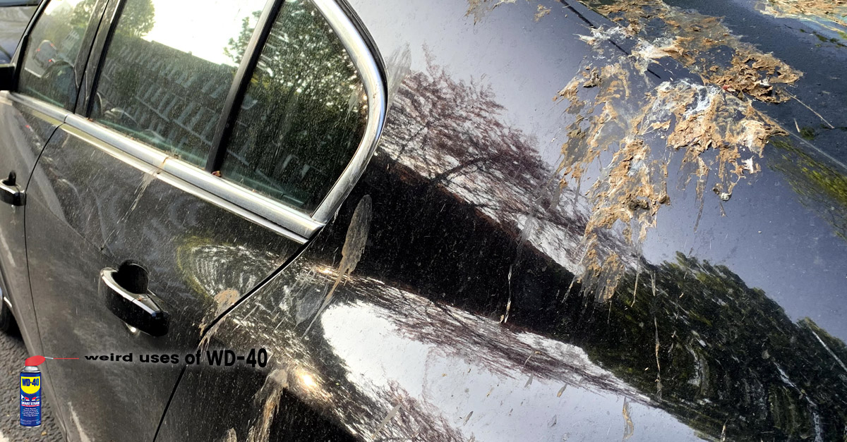 Weird uses of WD-40 - Removes bird droppings from car exterior.