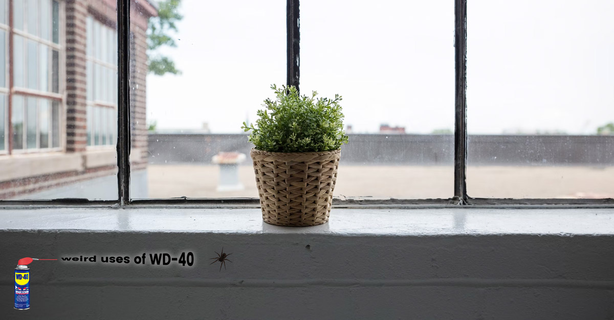 Weird uses of WD-40 - Spray on windowsills to keep spiders at bay.