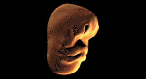 How a human face develops in the womb