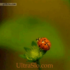 Ladybird Flying