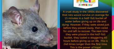 Rat Of Hope Fact