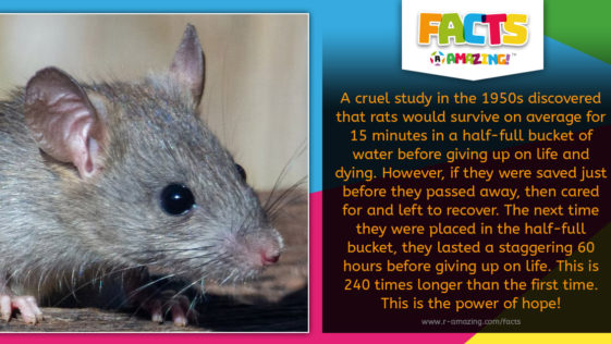 Rat Of Hope Fact