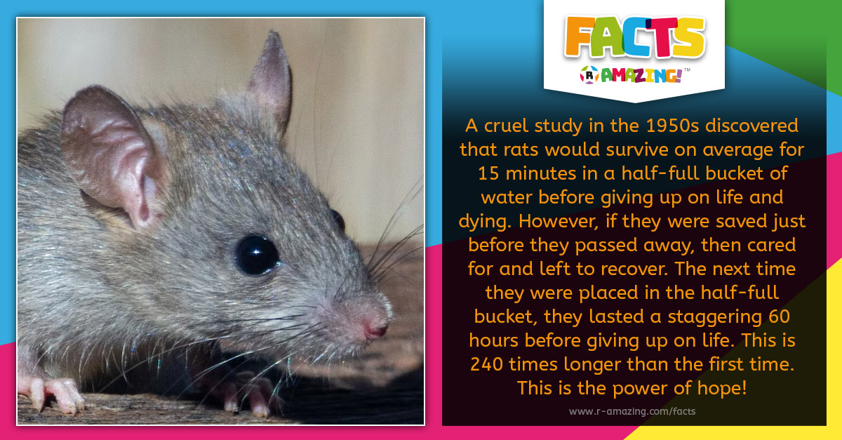R Amazing! Facts - Rat of Hope Fact