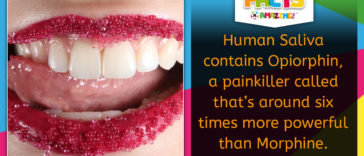 Human Saliva Painkiller Facts