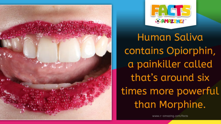 Human Saliva Painkiller Facts